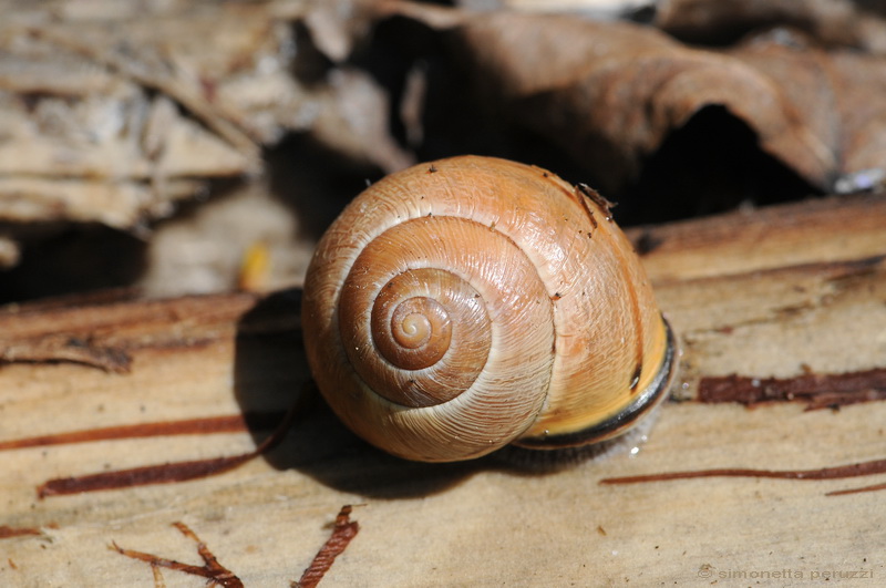 Cepaea nemoralis etrusca